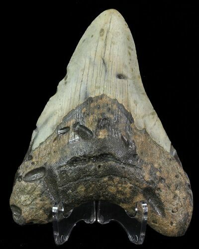 Bargain, Megalodon Tooth - North Carolina #67287